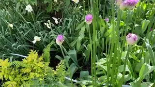 Mid-Spring Pollinator Garden