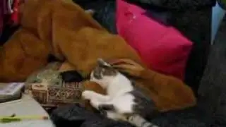 Cat vs. Moose