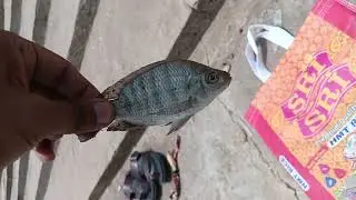🎣 వేట కాదు&hellip; ఇది ఓ అనుభూతి | fishingvideos | krishnariver