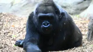 A new zoo arrival