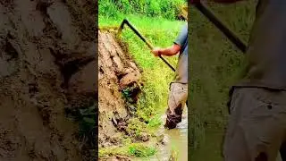 cool farmer skills in clearing weeds in the rice fields #shorts