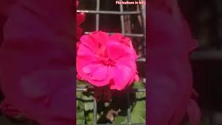 #geraniums #shorts