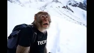Monkey Vlog Reels 514