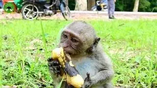 Amber Found Bad Banana And Eat ST1340 Mono Monkey