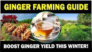 Grow Ginger in Winter | Complete Ginger Farming Guide
