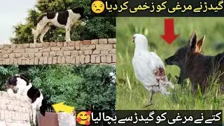 Gidar (Jackal) ka murgi par hamla | dog vs jackal fight