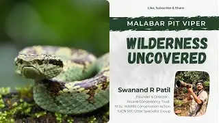 🌿 Wilderness Uncovered | Malabar Pit Viper | Arcane Conservancy 🐍