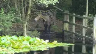 A Magical Walk Through Ancient Woodland
