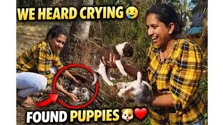 “We Heard Crying Sounds… What We Found Under the Coconut Tree Melted Our Hearts 🐶😢#viral #viralvideo