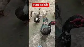बातख का टैलेंट my first vlog video viral 2025/vlogging video /my first vlog video 2025/vlog video