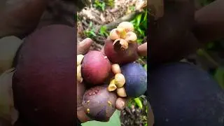 Queen fruit ,best tasting fruit ever .number 1 🇩🇲   #shorts  #natureisland #traveltips