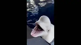 Beluga whale talking/ sounds a beluga whale makes/ how beluga whale communicates🐬 🌊#beluga #whale