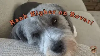 7 Tips to Rank Higher on Rover Search | Pet Sitting Success