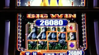 Queen Of The Wild Slot - Major Progressive Awarded!!!!