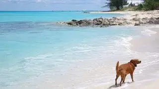 Что нужно, чтобы привезти собаку на Багамы