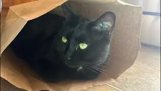 Cats LIVESTREAM! Amazon unboxing, paper-bags & kitty boops!