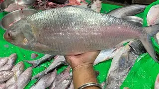 Big Hilsha 2.5 kg size x2 | Padma hilsha   Bangladeshi | ilish fish cutting | Kolkata fish cutting