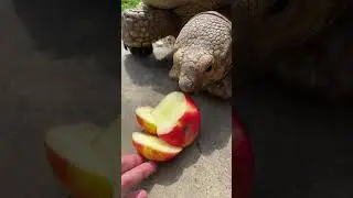 The struggle is real for this tortoise. #apple #turtle #fun #food #landscaping #artandcraft #kansas