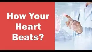 How Your Heart Beats?  Understanding the Electrical System of the Heart!