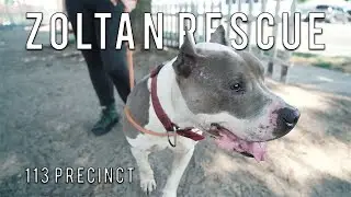 NYPD HELP RESCUE BLIND AND WOUNDED SENIOR PITBULL | New York Bully Crew