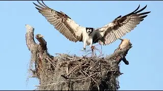Beautiful osprey works on the nest and preens #birds