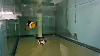 True Percula Clownfish pr $439 - PNG