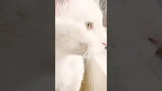 Khao Manee Diamond Eye Cat one of the most expensive and beautiful cats in the world