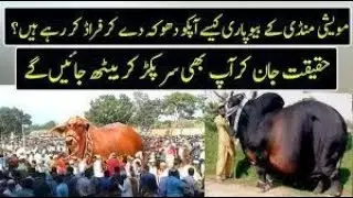 Reality Of Why Today's Bull Getting So Much Weight | Urdu / Hindi