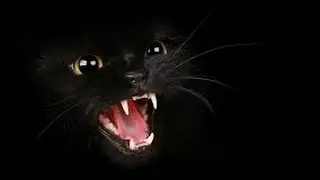 Black Cat 01 napisy  PL anime-odcinki.pl