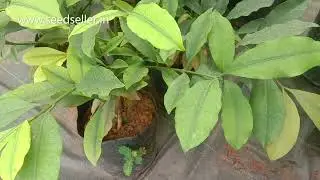 🍋 Lemon Drop Mangosteen Saplings: Grow Rare Exotic Fruit! Garcinia intermedia Plants & Benefits! 🌳