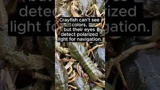 Colorblind Crayfish #crustacean #biology #sensory #systems #aquatic #navigation