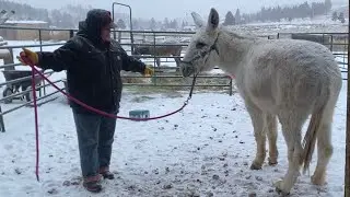 Asking your donkey to disengage & move the opposite direction