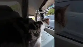 kucing ikut mudik lebaran