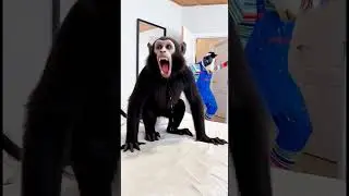 Marvelous Dancing Polish Cow funny cow dance Cow Song Cow Videos cow farm monkey bibi cow milk #cow