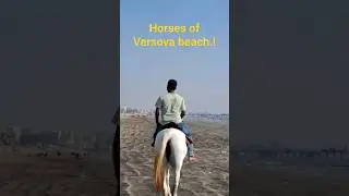 Horses of Versova beach.! #shorts #viral #trending #joejaytheexplorer