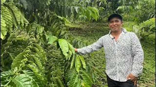 PRODUCCION DE CAFÉ EN CAPIRA