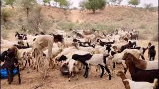 Goats and Sheep Drinking Water in the Desert | Peaceful Animal Life