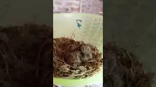 My New Dove Colony With Breeding Result & progress/2022