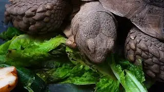 Turtle Eating Spinach Stock Video