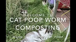 Cat Poop Worm Composting #composting #petpoop #cats