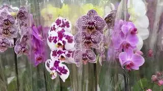 Завоз орхидей 🌸 Мильтонии, фаленопсисы — розовые, желтые и редкие сорта