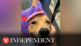 Cafe in Japan allows people to 'rent dogs' for the day