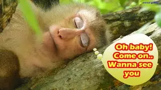 Pregnant monkey Rose sleeping with smile | Is she dreaming of her baby?