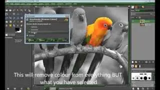 Selective Colouring GIMP tutorial
