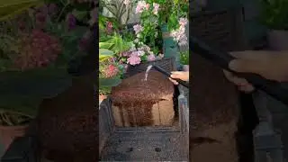 Кокосовая почва для суккулентов и цветов! 🌱 #PlantSoil #SucculentTips #Gardening