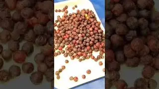 Grewia asiatica Phalsa with 🥩 meat Grinder Expariment #Phalsa #Grewia asiatica