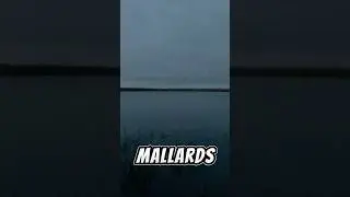 Вы не умеете охотиться на уток.