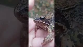 Лягушка травяная Rana temporaria