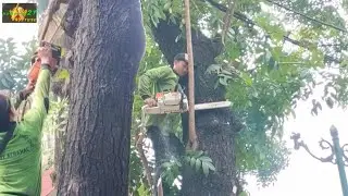 Extreme Woodcutter Skills! Trimming a Giant Mahogany Tree on a Busy Road