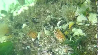 Semibalanus balanoides feeding on a dock